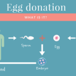 How Egg Donors Bring Life Into The World