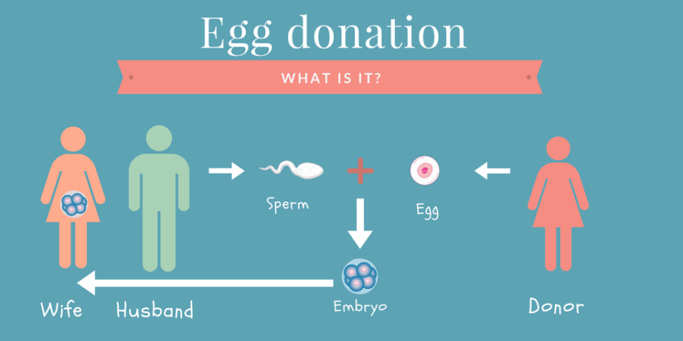 How Egg Donors Bring Life Into The World